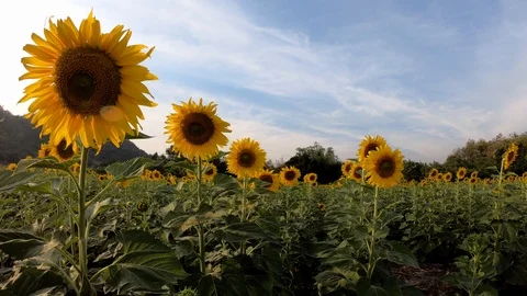 Sunflower field with moutain background on sunset. Stock Footage 100363370