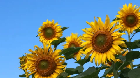 Sunflower in field over blue sky background and perfect sunny day. Stock Footage 44781654