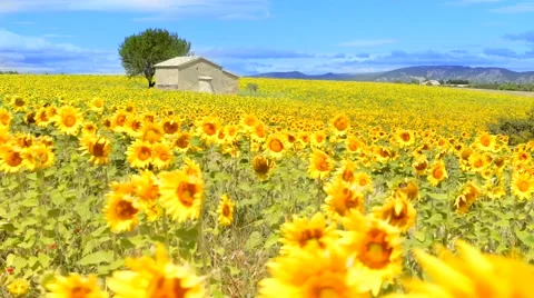 Sunflower field over cloudy blue sky Stock Footage 45573449