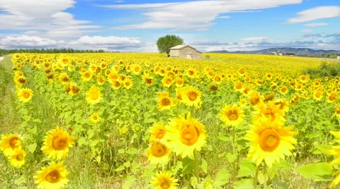 Sunflower field over cloudy blue sky Stock Footage 45587900