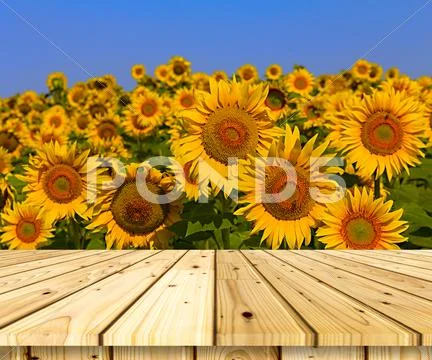 Sunflower field over cloudy blue a sky Stock Photos