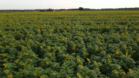 Sunflower Field Pan Stock Footage 235643033