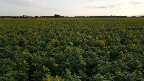 Sunflower Field Pan Stock Footage 235643045