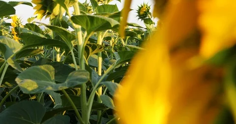 Sunflower field panorama Stockbeeldmateriaal 111382320