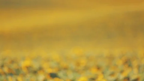 Sunflower field perspective 動画素材 96041630