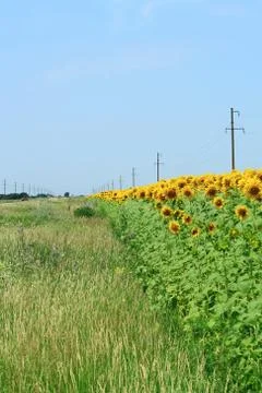 Sunflower field Stock Photos