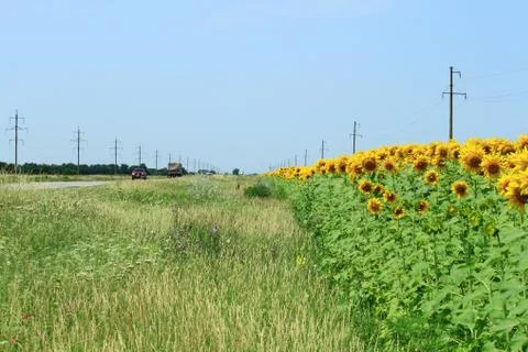 Sunflower field Stock Photos