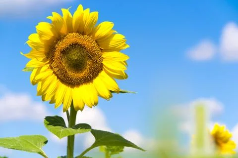 Sunflower field Foto stock