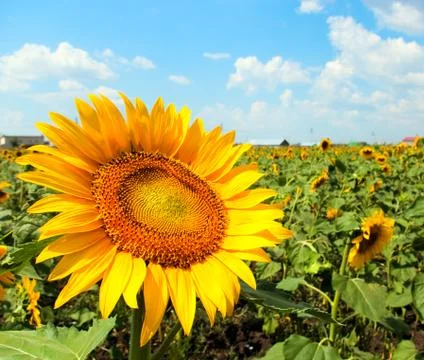 Sunflower field Foto stock