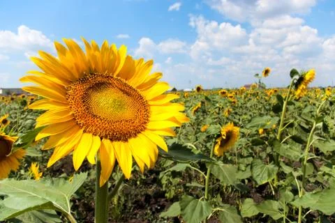Sunflower field Foto stock