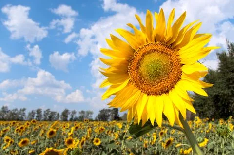 Sunflower field Foto stock