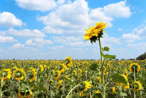 Sunflower field Foto stock