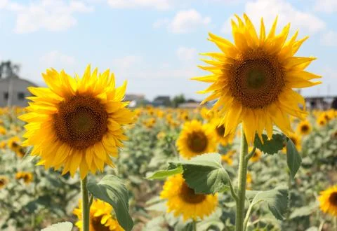 Sunflower field Foto stock
