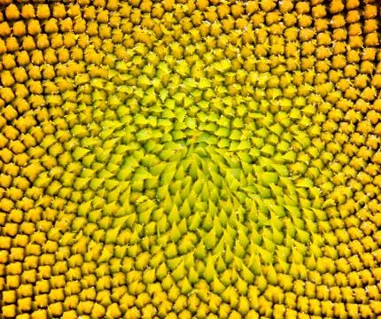 Sunflower field Foto stock