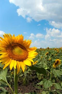 Sunflower field Foto stock