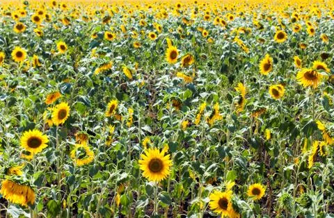 Sunflower field Foto stock