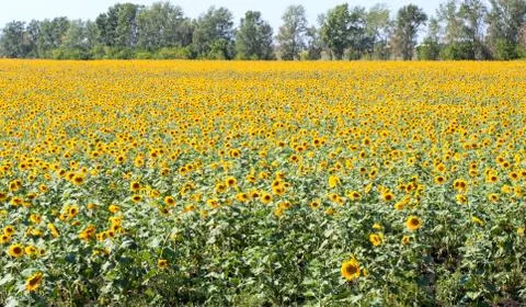 Sunflower field Foto stock