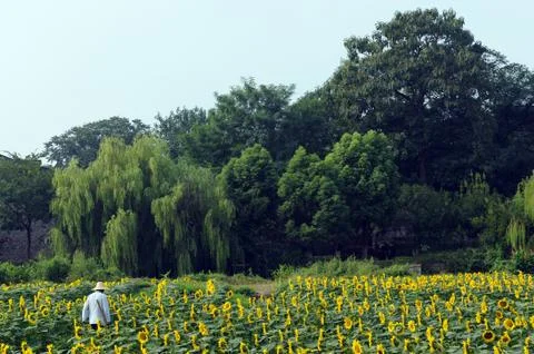 Sunflower field Stock Photos