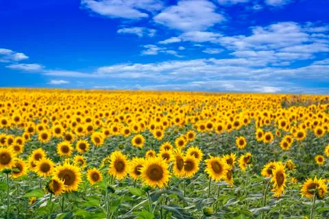 Sunflower Field Stock Photos