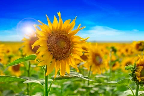 Sunflower Field Stock Photos