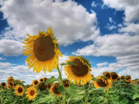 Sunflower  field Stock-Fotos
