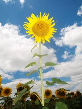 Sunflower  field 스톡 사진