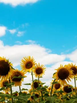 Sunflower  field 스톡 사진
