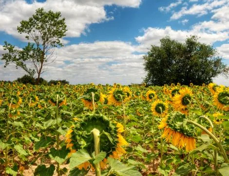 Sunflower  field Фото