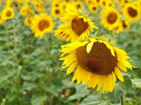 Sunflower  field Stock-Fotos