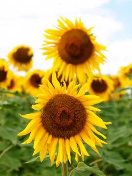 Sunflower  field 스톡 사진