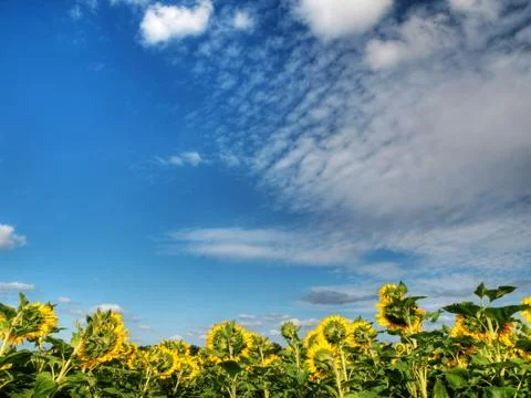 Sunflower  field 스톡 사진