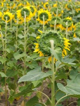 Sunflower  field Foto stock
