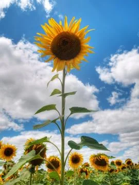 Sunflower  field Foto stock