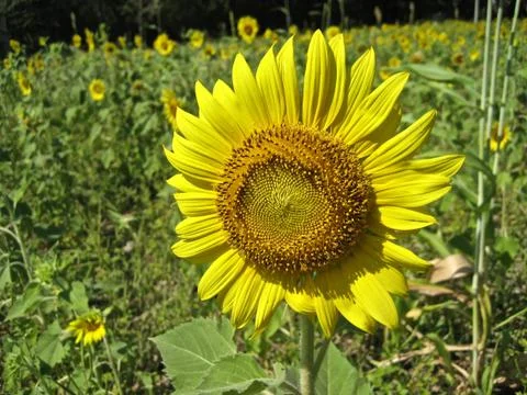 Sunflower in field Stock Photos