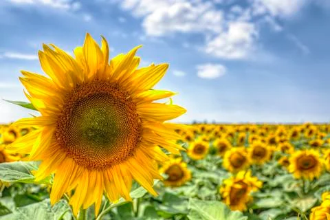 Sunflower field Stock Photos