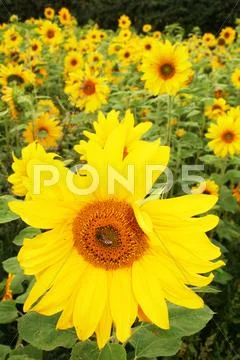 Sunflower field Stock Photos