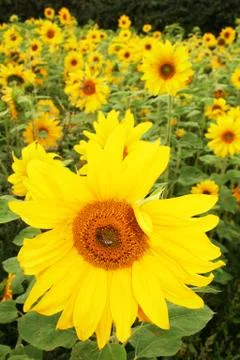Sunflower field Stock Photos