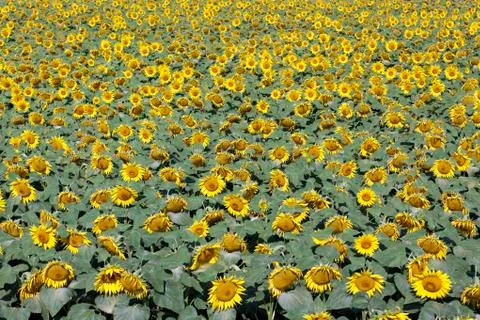 The sunflower field Stock Photos