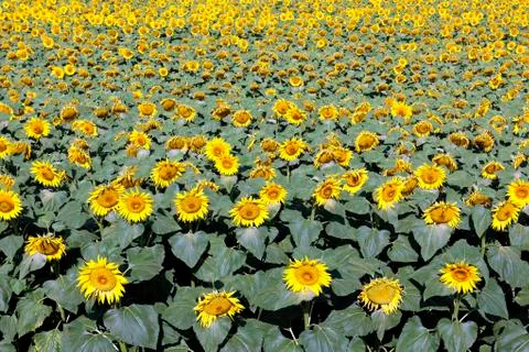 Sunflower field Foto stock