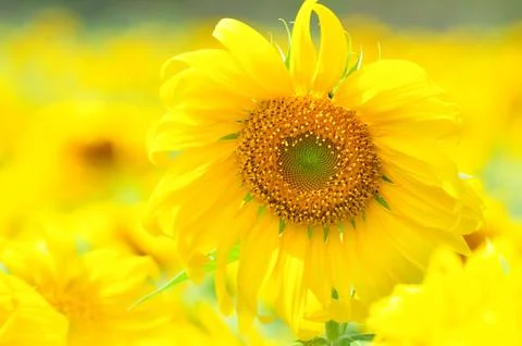 Sunflower field Stock Photos