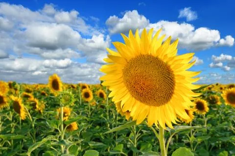 Sunflower field Foto stock