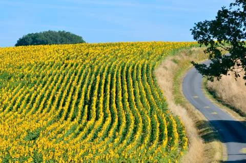 Sunflower field Stock Photos