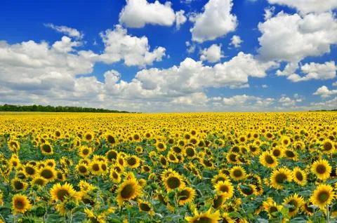 Sunflower field Stock Photos