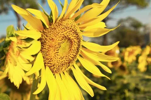 Sunflower in a field Foto stock