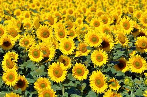 Sunflower field Stock Photos