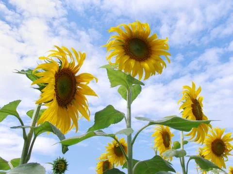Sunflower field Stock Photos