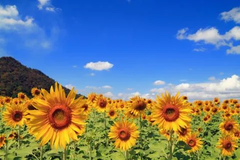 Sunflower Field Stock Photos