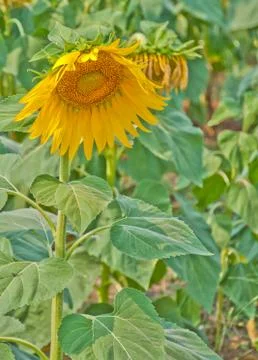 The sunflower in the field Stock Photos