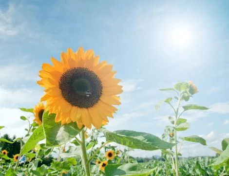 Sunflower field Stock Photos