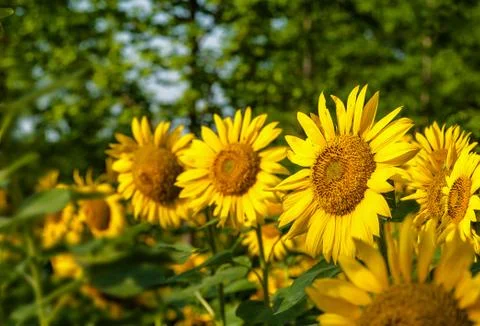 Sunflower field Stock Photos